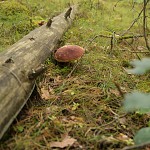 Гдовский район - поездка за грибами