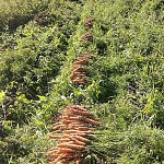 9 сентября -  собираем морковку на подворье